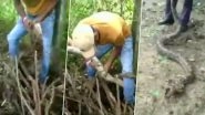 Python, 10-Foot-Long, Rescued by Wildlife Officials From a Farmhouse in Vadodara (Watch Video)