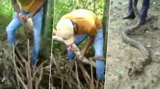 Vadodara: 10-Foot Long Python Rescued by Wildlife Rescue Officials From a Farmhouse (Watch Video)