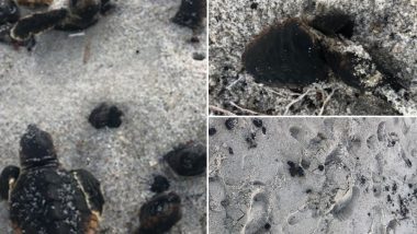 Hurricane Dorian in Florida: Baby Turtles Set on Fire and Burnt to Death at Beach (View Heart-Breaking Pictures)