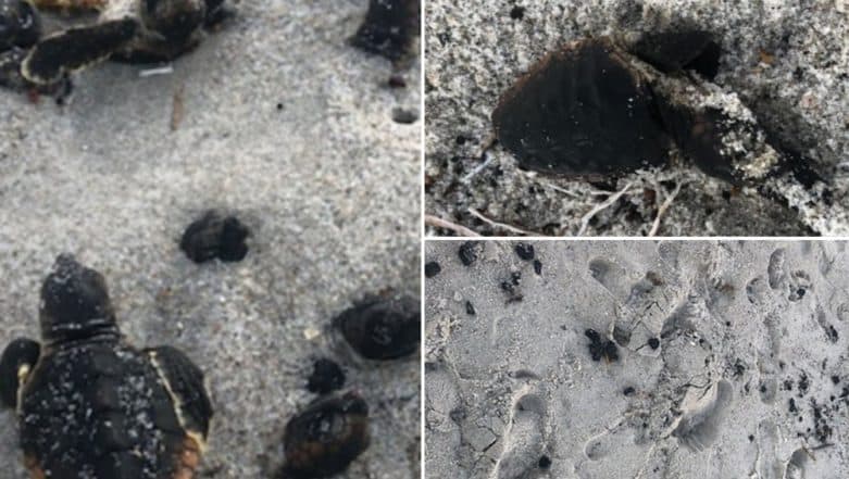 Hurricane Dorian in Florida: Baby Turtles Set on Fire and Burnt to Death at Beach (View Heart-Breaking Pictures) Hurricane Dorian in Florida: Baby Turtles Set on Fire and Burnt to Death at Beach (View Heart-Breaking Pictures)