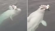 Russian &lsquo;Spy' Beluga Whale Hvaldimir & Seagull Spotted Playing Together in Norwegian Harbour, Adorable Video Goes Viral