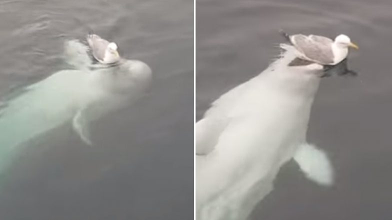 Russian ‘Spy' Beluga Whale Hvaldimir & Seagull Spotted Playing Together in Norwegian Harbour, Adorable Video Goes Viral