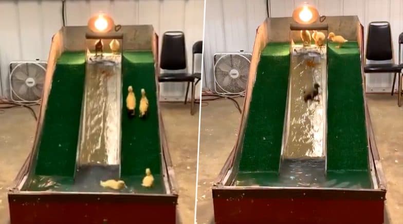 Baby Ducks Playing With Water Slide Viral Video