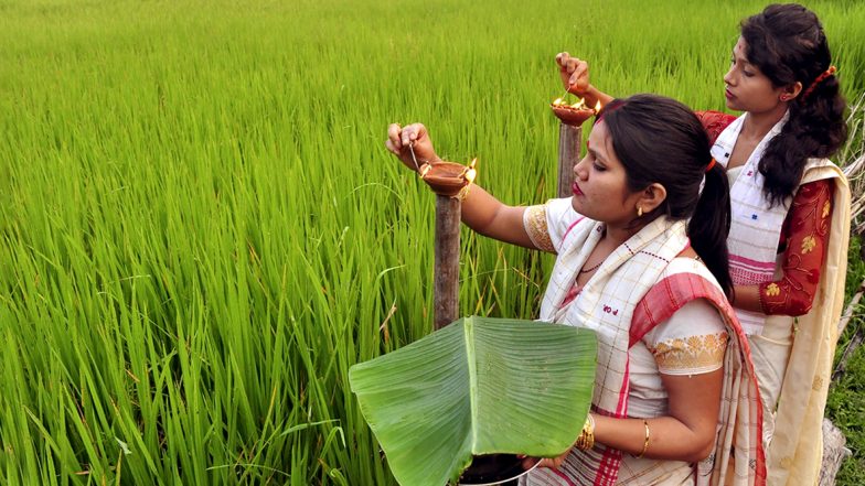 Kati Bihu 2019 Wishes: WhatsApp Sticker Messages, Kongali Bihu Greetings, GIF Images, Bihu Quotes & Facebook Status to Share on This Festival