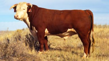 Bulls Mysteriously Killed, Carcasses Found With Missing Genitals and Tongues in Oregon, USA