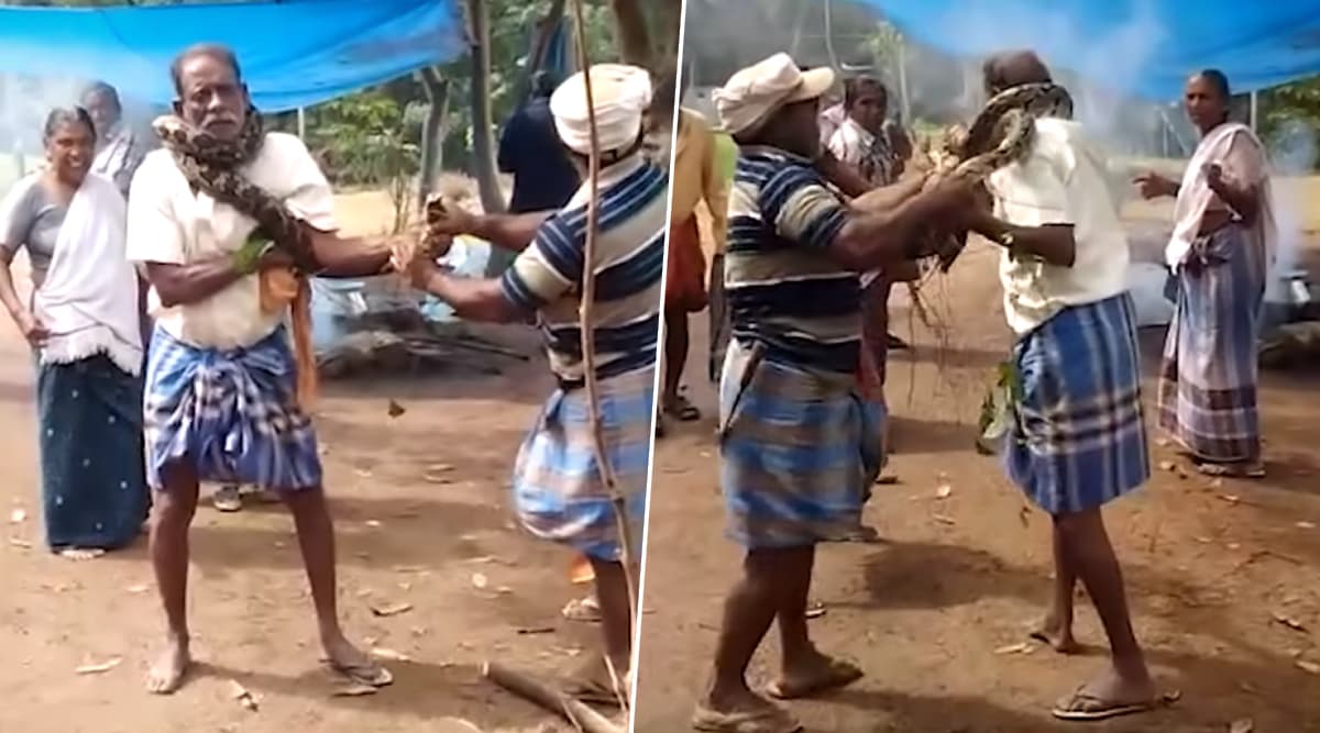 Kerala Man Rescued From 10-Foot-Long Python by Fellow Works in Thiruvananthapuram; Watch Video Kerala Man Rescued From 10-Foot-Long Python by Fellow Works in Thiruvananthapuram; Watch Video