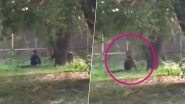 Mentally Unstable Man Enters Lion Enclosure at Delhi Zoo, Rescued Unhurt; Watch Chilling Video
