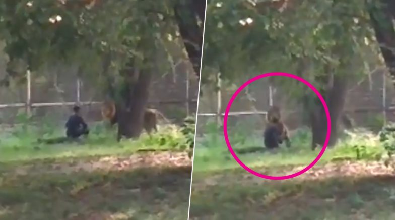 Mentally Unstable Man Enters Lion Enclosure at Delhi Zoo, Rescued ...