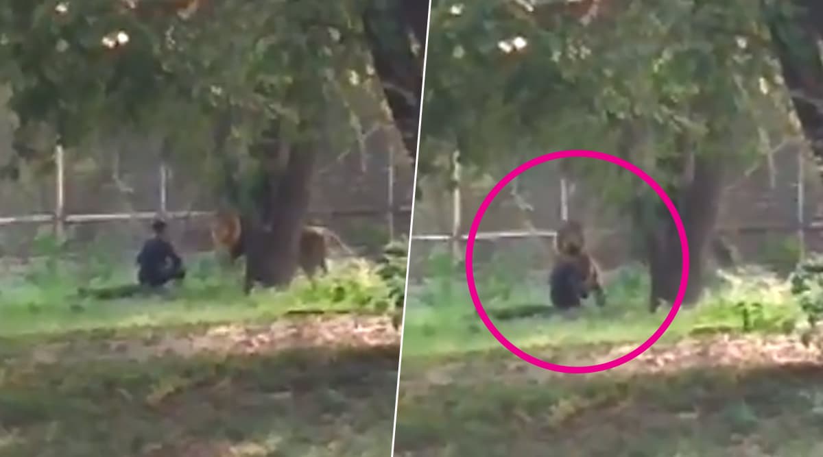 Mentally Unstable Man Enters Lion Enclosure at Delhi Zoo, Rescued Unhurt; Watch Chilling Video Mentally Unstable Man Enters Lion Enclosure at Delhi Zoo, Rescued Unhurt; Watch Chilling Video