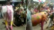 Gujarat: Villagers Allow Cows & Bulls to Run Over Them During 'Gaai Gohri' Festival in Dahod (Watch Video)