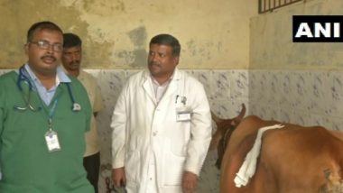 Tamil Nadu Surgeons Remove 52 Kg Plastic Waste From Cow’s Stomach After 5-Hour Operation; View Pics