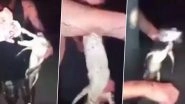 Florida Man Accused of Forcing Captured Baby Alligator to Drink Beer (Watch Viral Video)