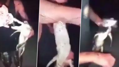 Florida Man Accused of Forcing Captured Baby Alligator to Drink Beer (Watch Viral Video)