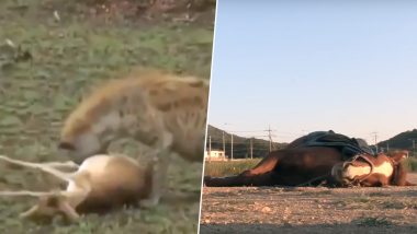 Duck Fools a Dog by Playing Dead! Other Times When Animals Faked Death to Escape From Tough Situations (Watch Viral Videos)