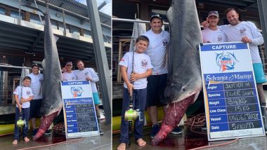 Australian Boy Catches 314kg Tiger Shark That Followed His Boat off Sydney Coast (Pictures and Video)