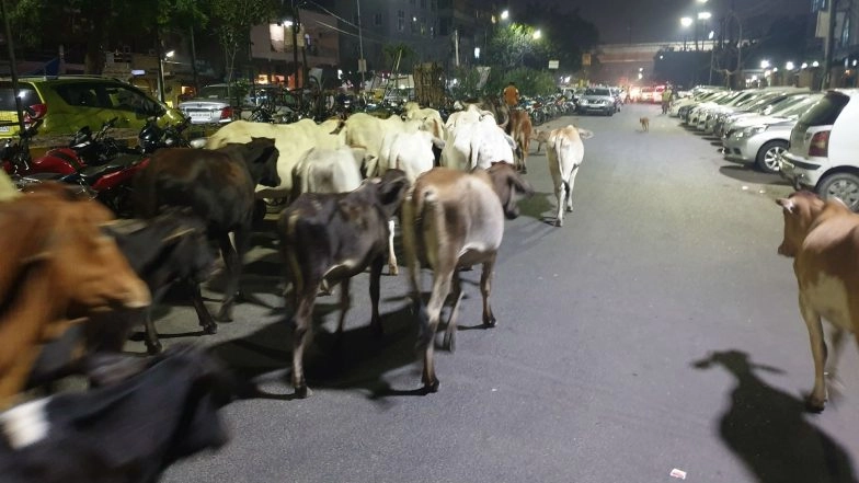 Uttar Pradesh: 12 Cows Killed in Road Accident on Banda-Tanda Highway