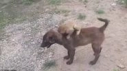 Dog Carries Abandoned Baby Monkey on Back to Police Station in Madhya Pradesh (Watch Video)