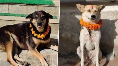 Kukur Tihar 2019: Twitterati Share Pictures of Nepalese Festival Dedicated For Dogs; See Pictures