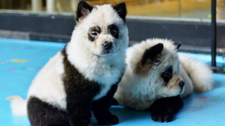 Chinese Cafe Dyes Dogs to Make Them Look Like Pandas, Receives Backlash (Watch Video)