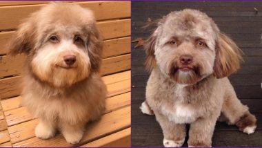 Nori the Dog With ‘Human Face’ Is Not the Only Pooch That Looks Like a Person! Meet Yogi (View Pics)
