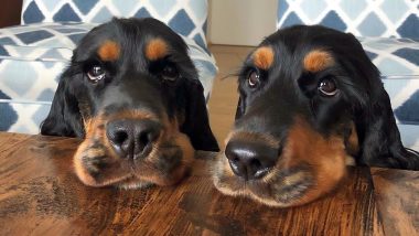 Dogs With Unbelievably Long Eyelashes Go Viral! Cocker Spaniel Pair From Italy is Everyone's Favourite on Social Media (View Pics and Videos)