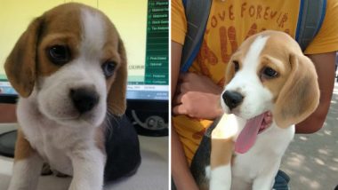 Pune: Zomato Delivery Boys Kidnaps Family's Pet Beagle