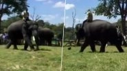 Cute! Elephants Playing Football At Dubare Camp In Karnataka's Kodagu Will Take Away Your Mid-Week Blues (Watch Video)