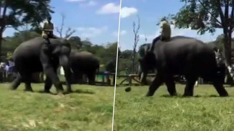Cute! Elephants Playing Football At Dubare Camp In Karnataka's Kodagu Will Take Away Your Mid-Week Blues (Watch Video) Cute! Elephants Playing Football At Dubare Camp In Karnataka's Kodagu Will Take Away Your Mid-Week Blues (Watch Video)