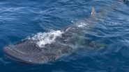 Endangered Whale Shark, the Largest Fish on Earth, Spotted off Florida Coast; Check Pics and Videos
