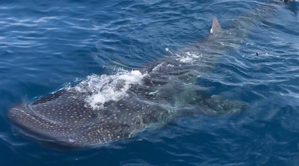 Endangered Whale Shark, the Largest Fish on Earth, Spotted off Florida