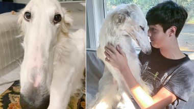 Dog With Super Long Nose Becomes Internet Sensation! View Pictures And Videos of Eris, a Borzoi Sighthound Going Viral on Social Media