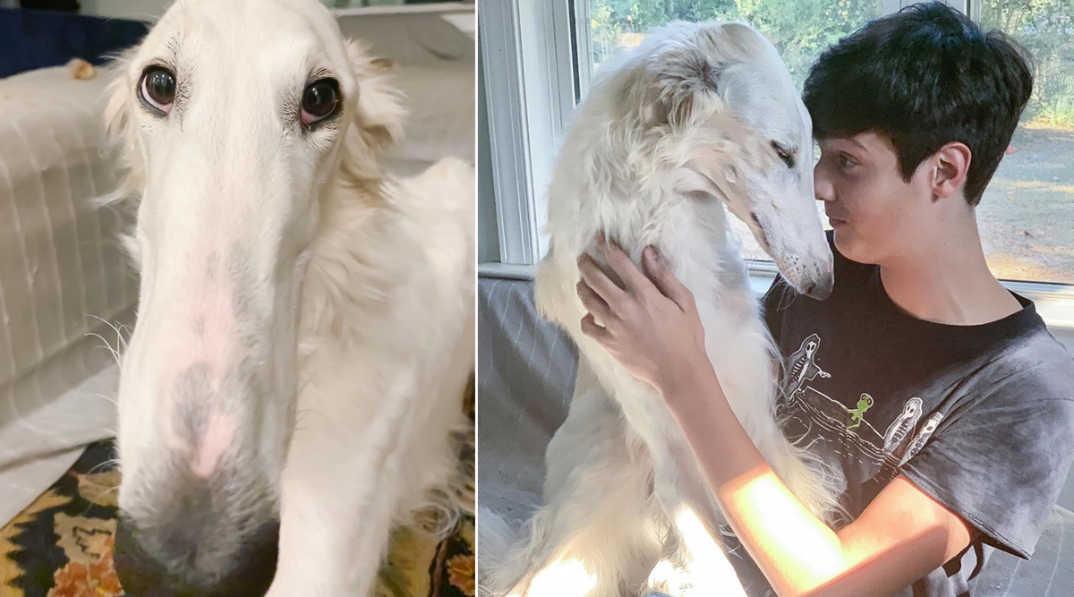 Dog With Super Long Nose Becomes Internet Sensation View Pictures