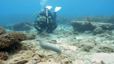 Grandmothers Swimming Underwater Uncover Large Population of Venomous Sea Snakes in Noumea, Watch Video