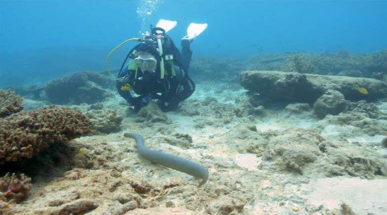 Grandmothers dives in to uncover large population of sea snakes. 