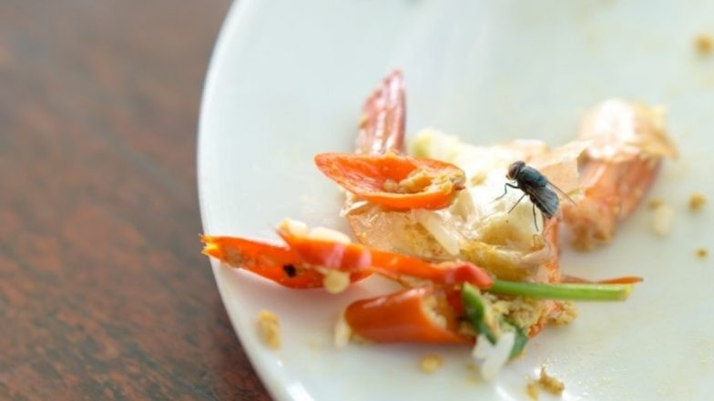 The Disgusting Reason Why You Should Never Eat Your Food When a Fly Lands On It