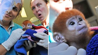 Francois' Langur, One of The World's Rarest Monkeys, Born at Sydney's Taronga Zoo in Australia