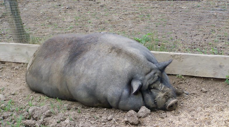 giant pig teddy