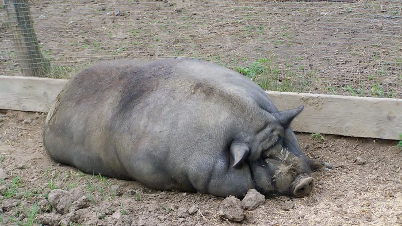 Pigs as Big as a Polar Bears Are Reared in China! Farmers Breed Giant Swines to Deal With Shortage