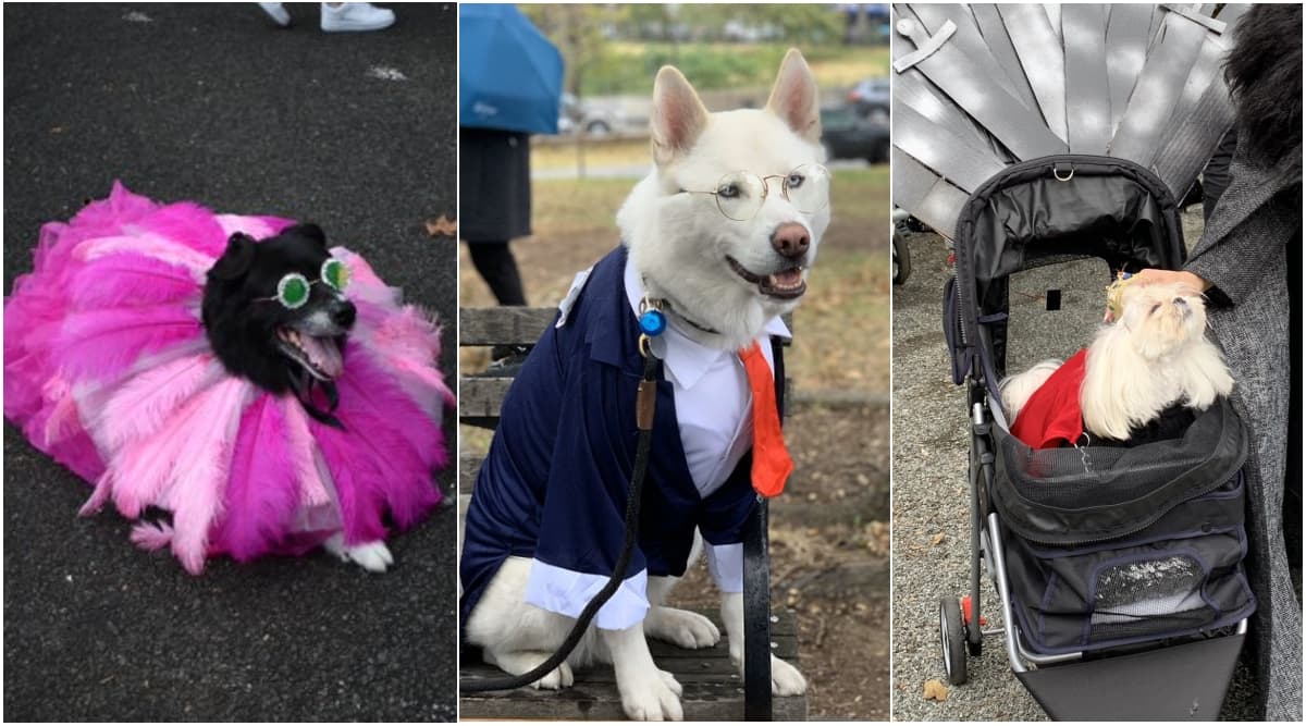 Best Foot Paw-ward! Annual Halloween Dog Parade 2019 in Manhattan Sees Pooches Dressed up in Creative Costumes (View Adorable Pics) Best Foot Paw-ward! Annual Halloween Dog Parade 2019 in Manhattan Sees Pooches Dressed up in Creative Costumes (View Adorable Pics)