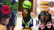 Adorable Dog Goes Viral For Balancing Objects on His Head! See Pictures of Harlso Perfectly Holding Everything From Roses to Doughnuts!