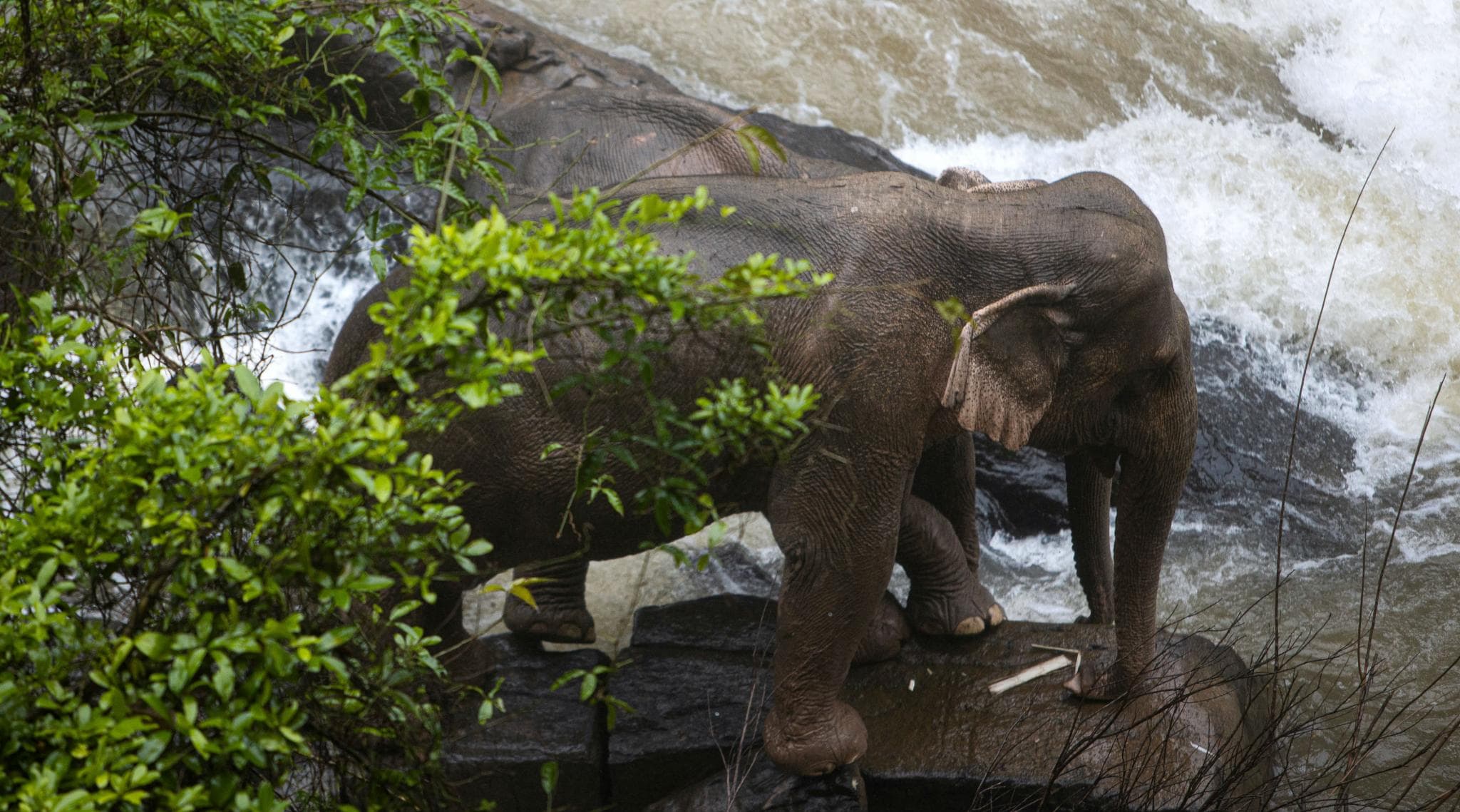 Bangkok: Six Wild Elephants Drown After Slipping Off Waterfall in Thailand Park Bangkok: Six Wild Elephants Drown After Slipping Off Waterfall in Thailand Park