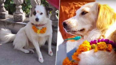 Kukur Tihar 2019: Date And Significance of Nepal's Dog Festival During Diwali Celebrations