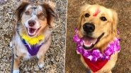 Kukur Tihar 2019 Photos: Check Adorable Pictures of 'Day of The Dogs' Celebrated in Nepal