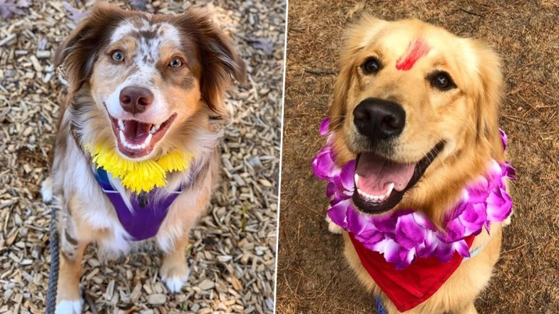 Kukur Tihar 2019 Photos: Check Adorable Pictures of 'Day of The Dogs' Celebrated in Nepal