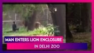 Shocking! Man Enters Lion Enclosure In Delhi Zoo, Escapes Unhurt
