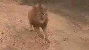 Man vs Wild: Lion Chases Tourists During Safari Ride at Atal Bihari Vajpayee Zoological Park in Karnataka, Video Goes Viral
