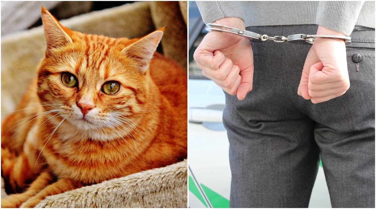 Indiana Man Records Video of Him Strangling Cat and Sends It to Fiancée's Ex Suspecting Affair, Arrested Indiana Man Records Video of Him Strangling Cat and Sends It to Fiancée's Ex Suspecting Affair, Arrested
