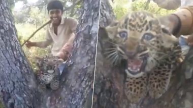 Men Harass Leopard Cub Near Gir Forest, Netizens Share Shocking Video Looking For The Culprits