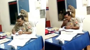 Monkey Gives Head Massage to UP Police Inspector While He Works, Funny Video Goes Viral