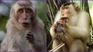 Monkeys Are Feeding on Rats in Malaysia! Scientist Shocked But Call Them 'Effective Pest Control'